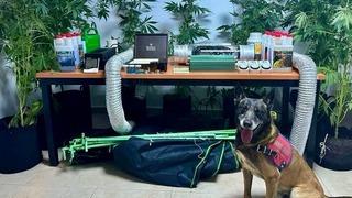 Evinde iklimlendirme sistemiyle kenevir yetiştiren zanlı yakalandı