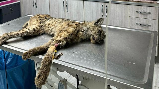 Bitlis'te bitkin halde bulundu! Birinci derece koruma altında olan vaşak rehabilitasyon merkezine gönderildi