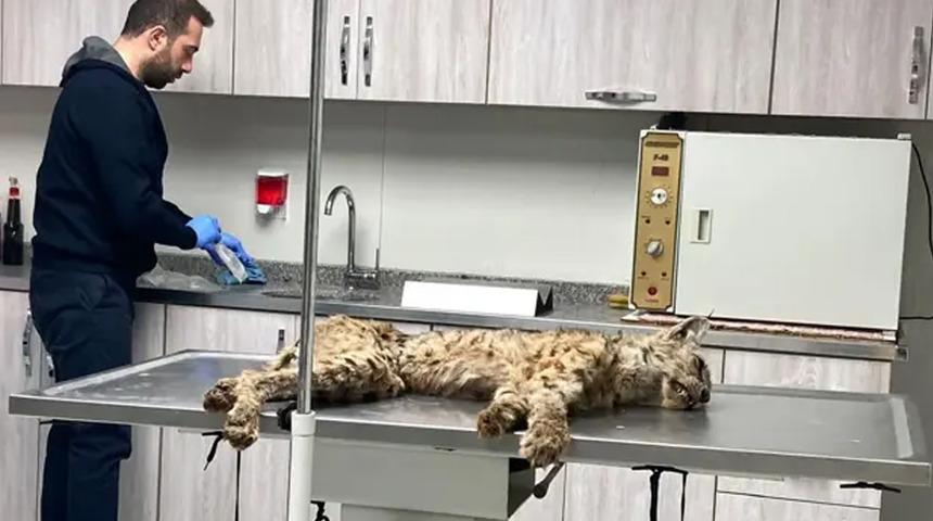 Bitlis'te bitkin halde bulunan vaşak, tedavi için Van'a gönderildi