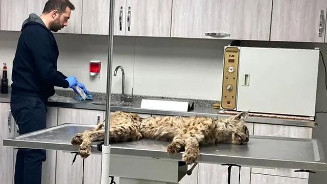 Bitlis'te bitkin halde bulunan vaşak, tedavi için Van'a gönderildi