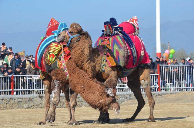 Nazilli'de deve güreşi heyecanı