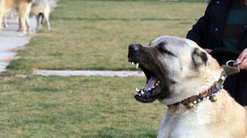 Kangallar Afrin i&ccedil;in hazırlanıyor! Ter&ouml;ristlerin korkulu r&uuml;yası olacaklar!
