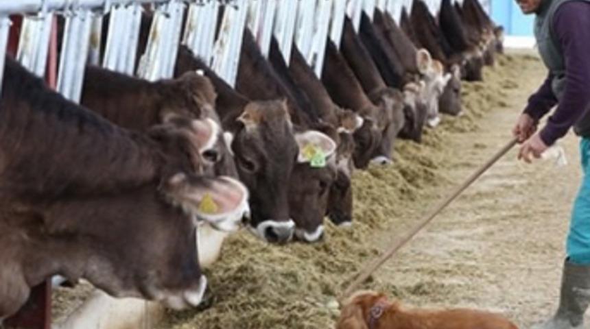 Almanya'dan getirdiği ineklerle Antalya'da çiftlik kurdu