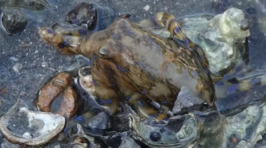 50 yıl sonra ilk kez görüldü! En tehlikeli ve zehirli canlılardan biri...