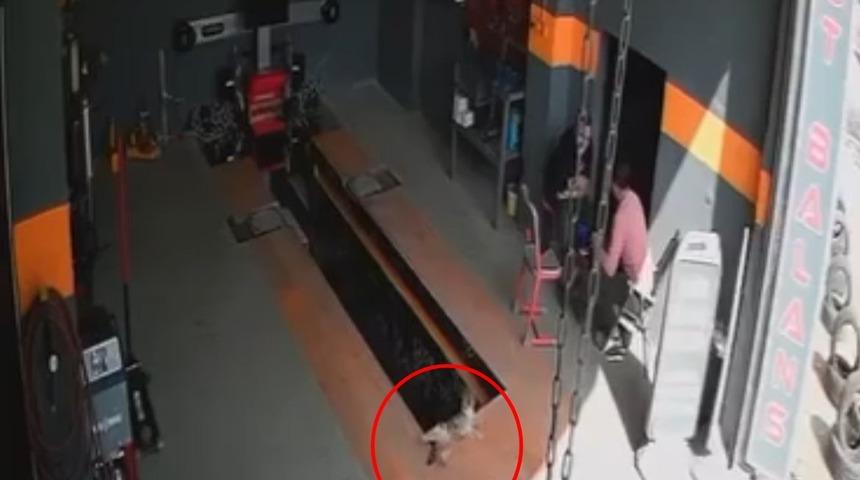İş yeri sahibine korku dolu anlar yaşattı... Kedinin raylı kanal krikosuna düştüğü an kameraya yansıdı!