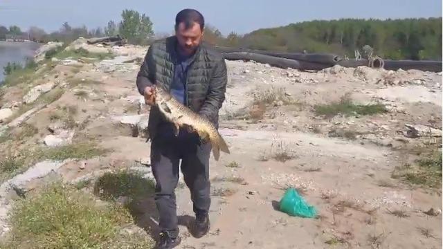 Sazanı ekskavatörle kurtarıp serbest bıraktı