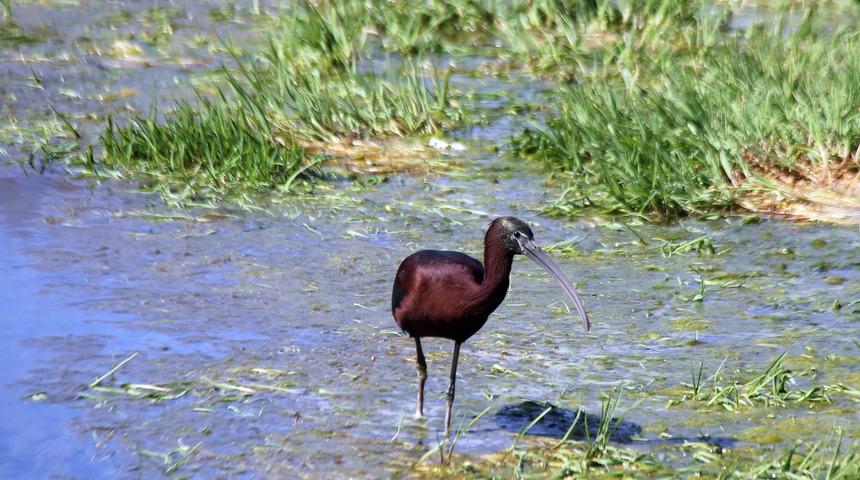 Nesli tükenme tehlikesi altında! Sivas'ta çeltikçi kuşu görüntülendi