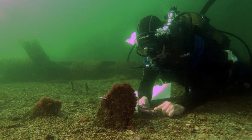 Marmara'da müsilajla mücadelede deniz çayırları ve pina midyeleri kullanılacak