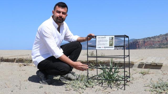 Antalya'da kum zambakları koruma altına alındı