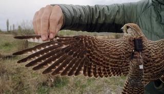 Iğdır'da uydu verici takılan kerkenez, 183 kilometre yol katederek Ermenistan'a uçtu