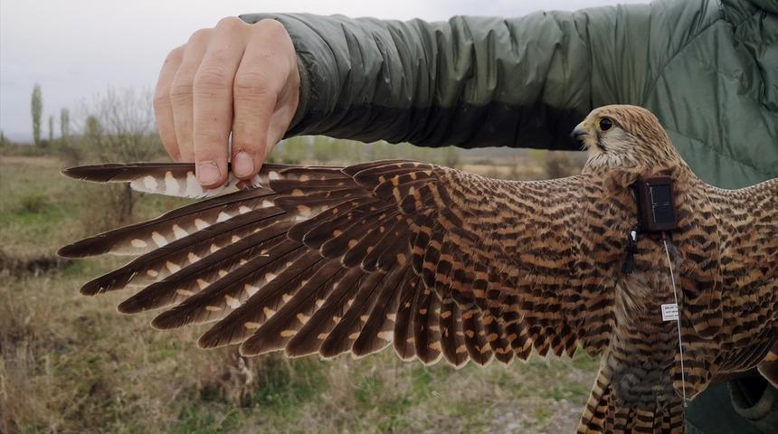 Iğdır'da uydu verici takılan kerkenez, 183 kilometre yol katederek Ermenistan'a uçtu