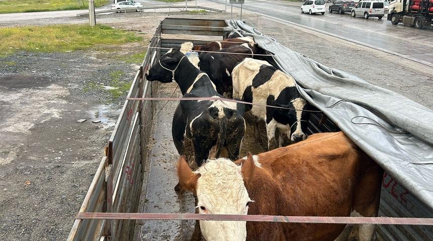 Aksaray'da hayvan hırsızlığına karışan 2 şüpheli tutuklandı