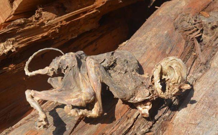 Yoksa dinozor mu? Esrarengiz fosilin sırrı çözüldü! G4