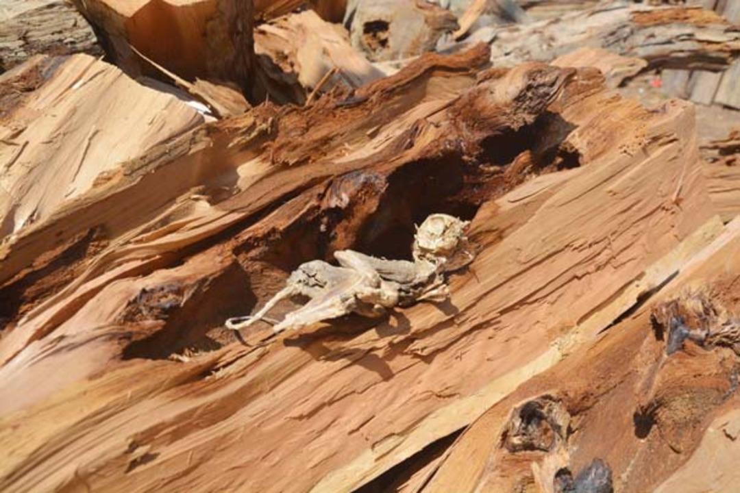 Yoksa dinozor mu? Esrarengiz fosilin sırrı &ccedil;&ouml;z&uuml;ld&uuml;!