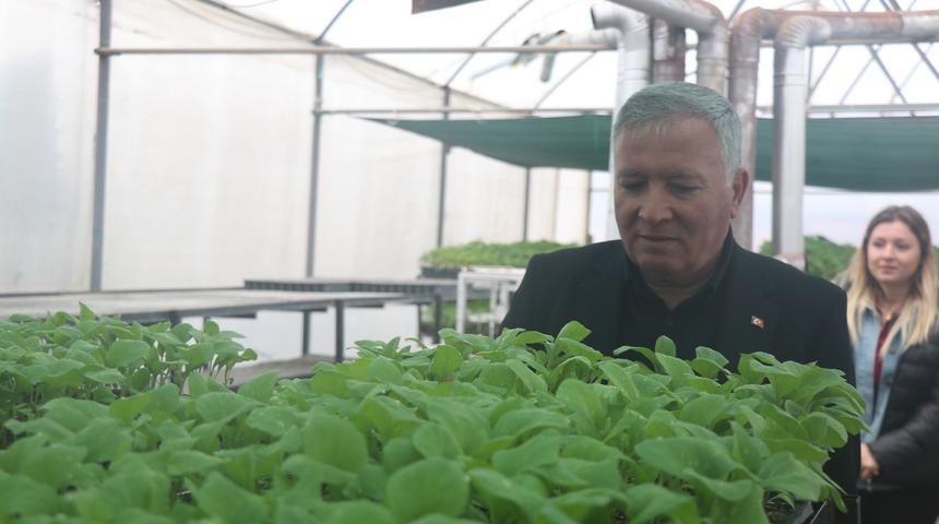 Ata mirası tohumlar milyonlarca fideye dönüştü