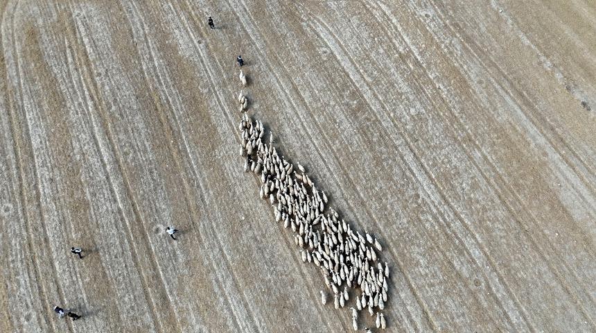 Baharın gelişiyle Bayburt’ta koyunlar yeniden yola koyuldu