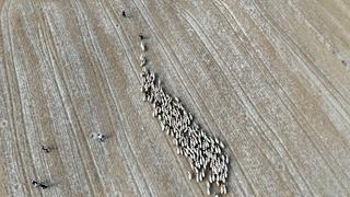 Baharın gelişiyle Bayburt’ta koyunlar yeniden yola koyuldu