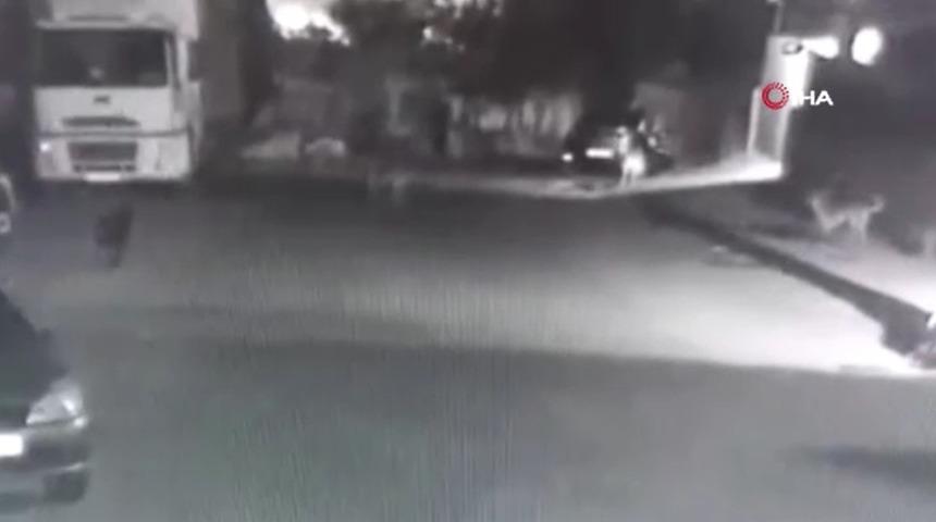 Esenyurt’ta başıboş köpekler sokakta yürüyen adama saldırdı