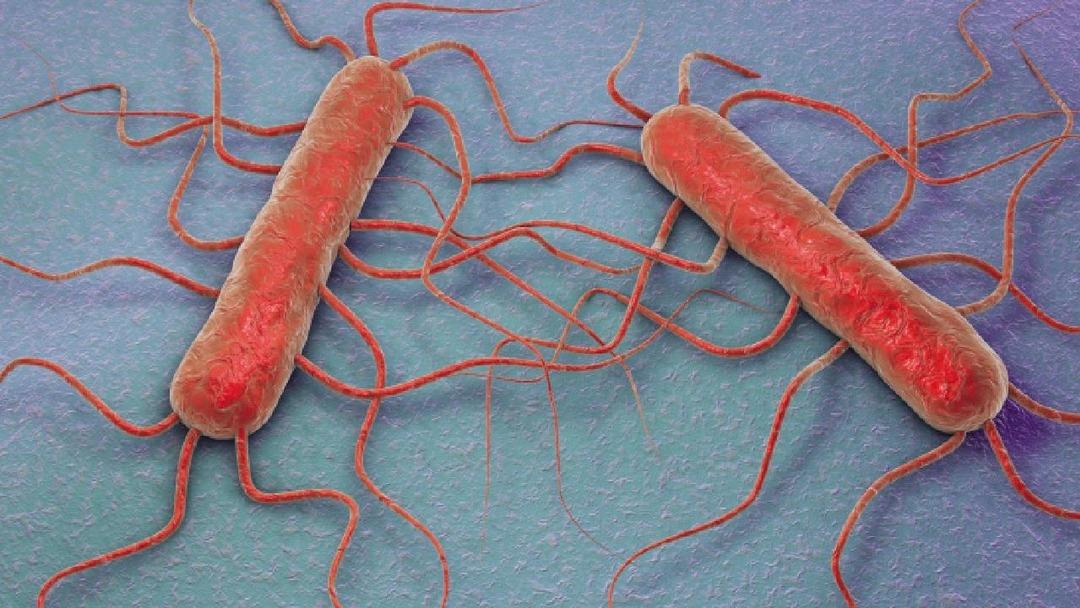 listeria-bakteri-getty-1871773