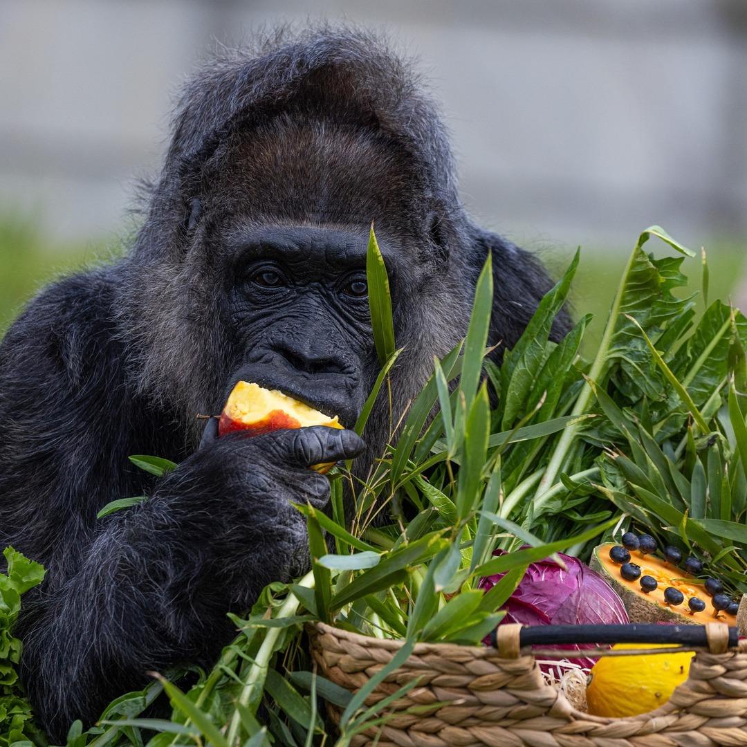 Dünyanın en yaşlısı... Türünün simgesi haline geldi! Doğum günü bile kutlandı 2