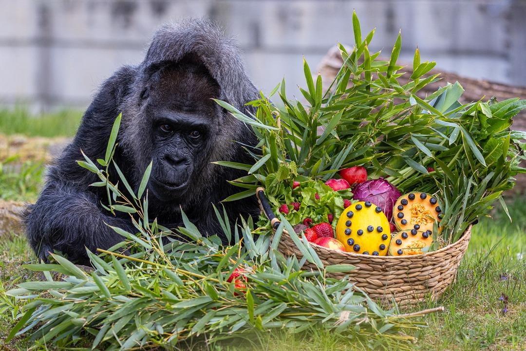 Dünyanın en yaşlısı... Türünün simgesi haline geldi! Doğum günü bile kutlandı 1