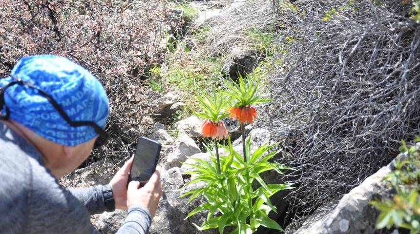 2 bin 900 rakımdaki ters laleleri görmek için geldiler