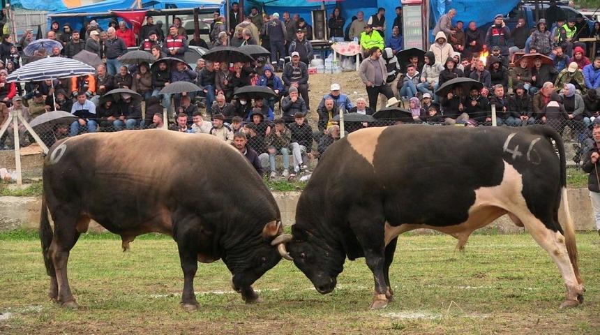 Artvin'de boğa sahibini yaraladı