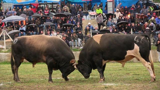 Artvin'de boğa sahibini yaraladı