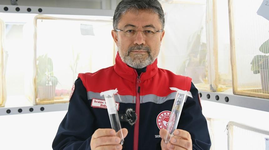 Tarım ve Orman Bakanı Yumaklı'dan kahverengi kokarcayla mücadeleye ilişkin açıklamalar 