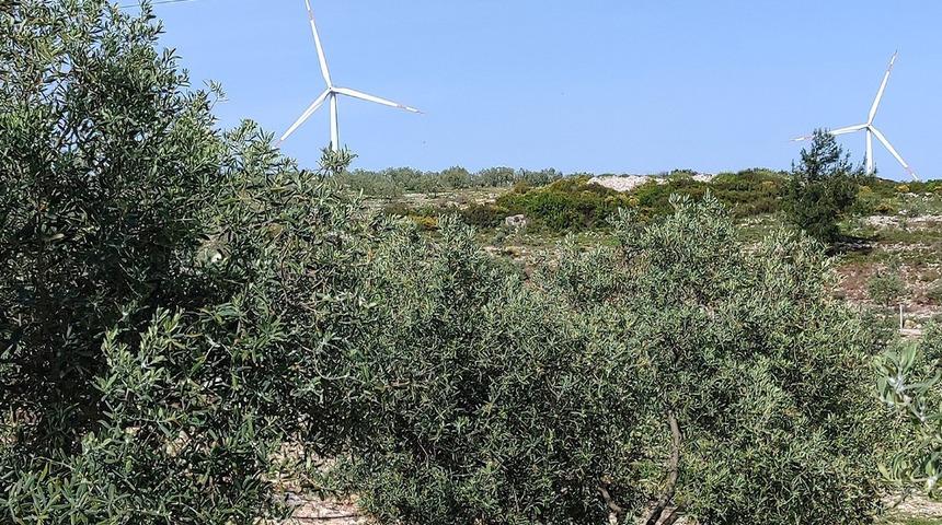 Ekipler sahaya indi! Aydın’da zeytin bahçeleri denetlendi