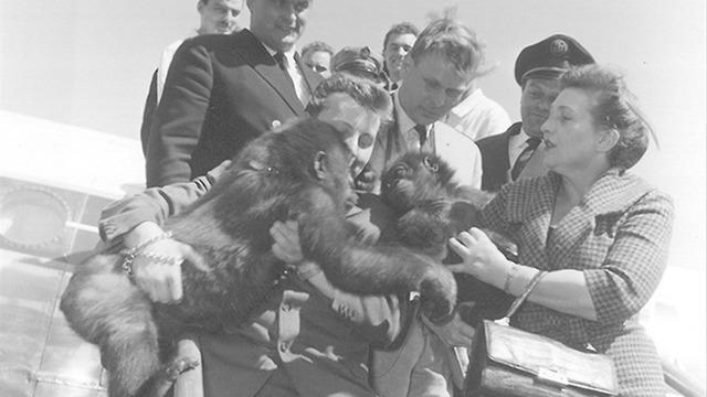 Dünyanın en yaşlısı... Türünün simgesi haline geldi! Doğum günü bile kutlandı