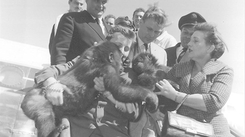 Dünyanın en yaşlısı... Türünün simgesi haline geldi! Doğum günü bile kutlandı