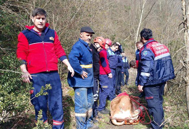 Kayalıkların arasından kurtarılan danayı sedyeyle taşıdılar