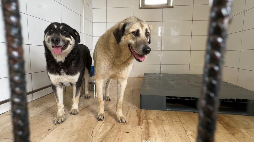 İstanbul - Avcılar'da zehirlendiği iddia edilen 2 köpek kurtarıldı