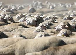 TİGEM 700 reforme küçükbaş hayvan satacak