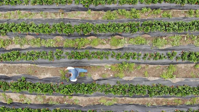 'Gelenlere kilo bazında satış yapıyoruz' Normalde 2 katı, orada 100 TL'ye satılıyor