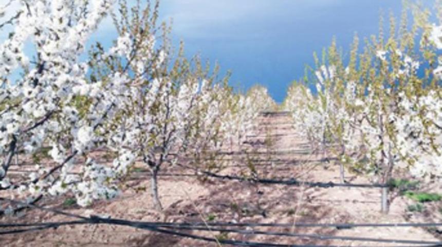 Yozgat’ta Kabalı köylüleri tarlalarını birleştirip geri göçü başlattı