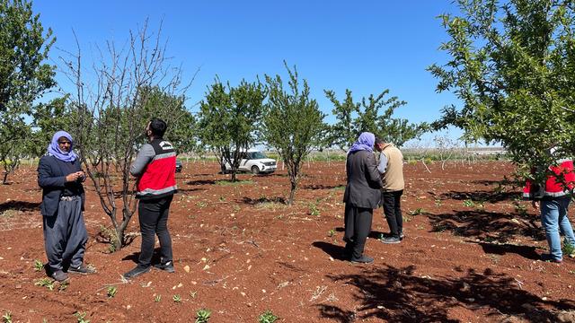 Şanlıurfa’da zirai donun etkili olduğu badem bahçeleri incelendi