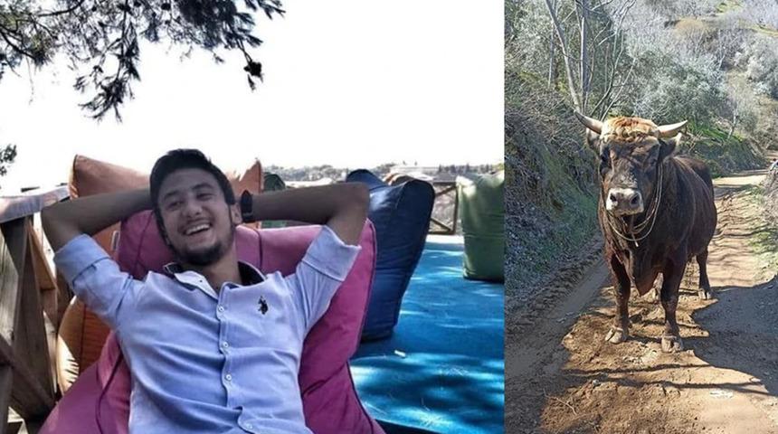 Aydın'da korkunç ölüm... Güreş boğası, bakıcısı genç Fevzi'yi boynuz darbeleriyle öldürdü