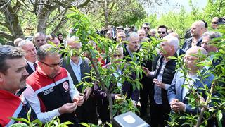 Bakan Yardımcısı Gümen açıkladı: İznik’te 63 bin dekar alan zirai dondan etkilendi