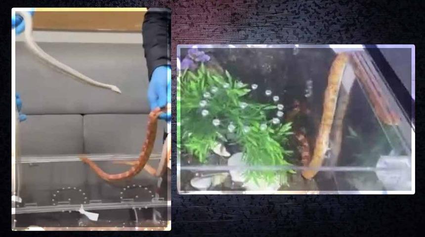 Polisler şüphe üzerine durdurdu! Araçtan yılan çıktı... Biri piton