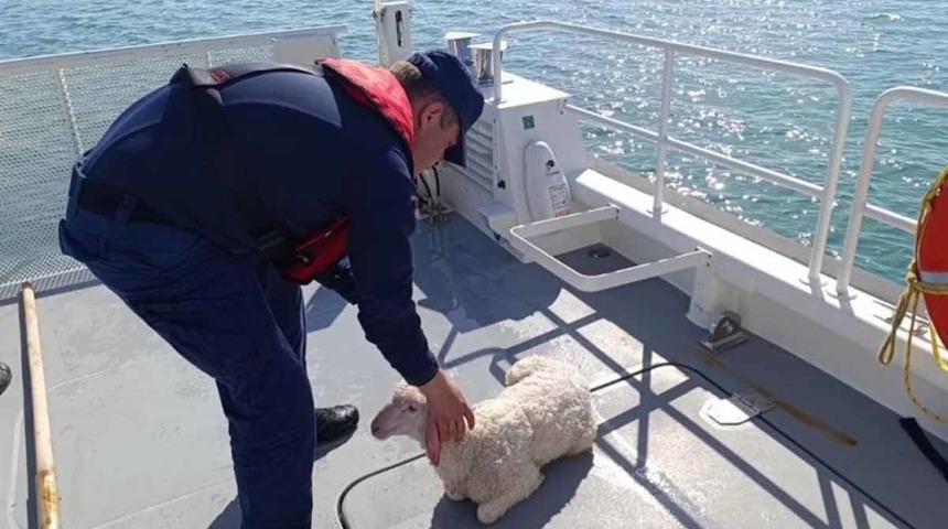 Denizde sürüklenen kuzuyu Sahil Güvenlik kurtardı