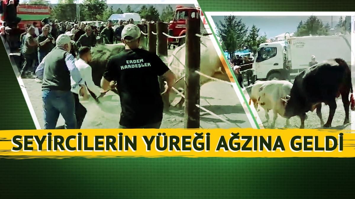 Kapıyı kırıp seyircilerin arasına daldılar! Artvin'deki boğa güreşinde faciaya ramak kaldı: Panik anları kamerada