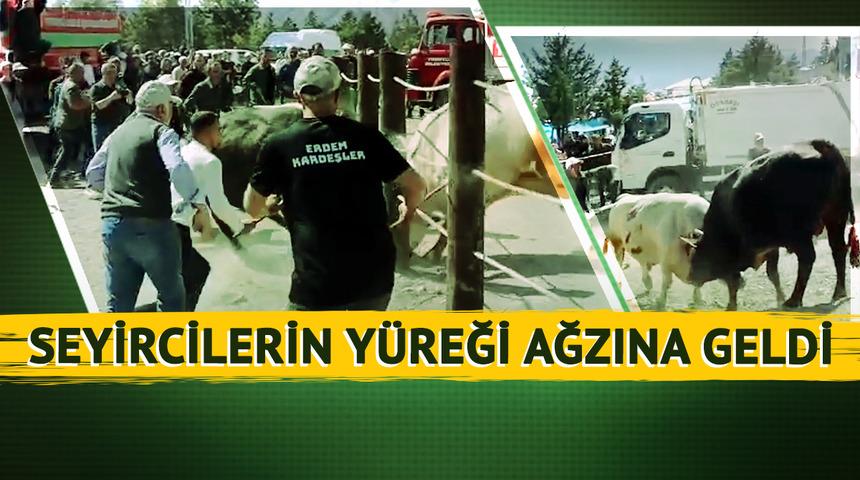 Kapıyı kırıp seyircilerin arasına daldılar! Artvin'deki boğa güreşinde faciaya ramak kaldı: Panik anları kamerada