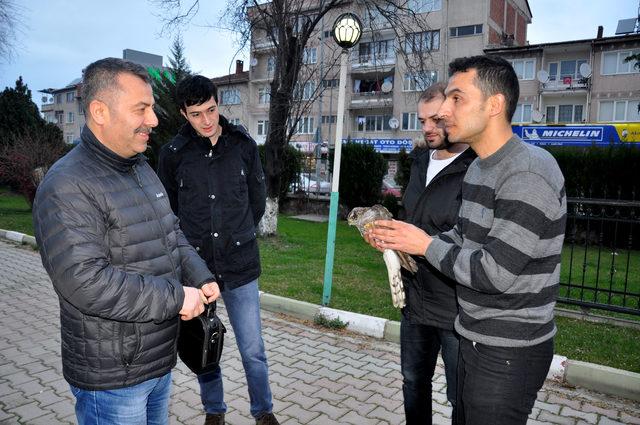 Kanadından yaralı şahine tedavi