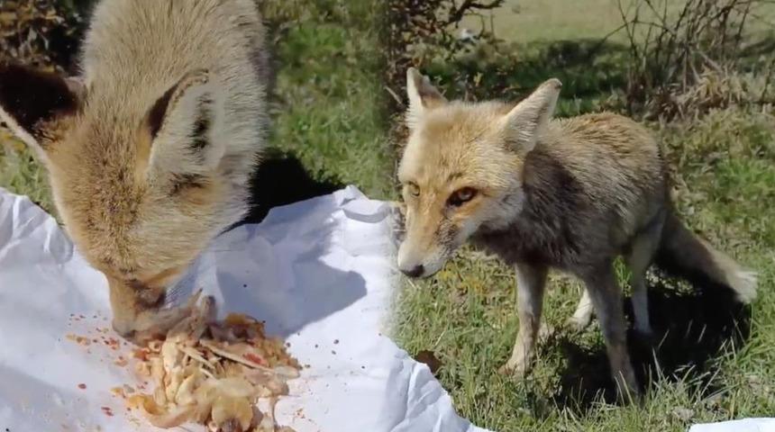 Yer: Kastamonu! Yanlarına gelen tilkiyi tavuk etiyle besledi