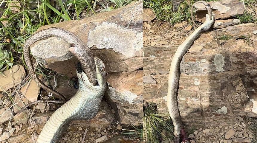 Yer: Hakkari! 1.5 metre uzunluğundaki yılanı yedi... Karşısına çıkınca hemen telefonuna sarıldı