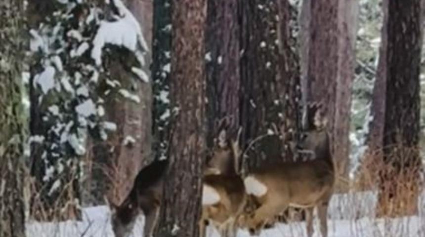 Ardahan'da ormanlık alanda karacalar görüntülendi