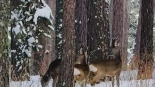Ardahan'da ormanlık alanda karacalar görüntülendi
