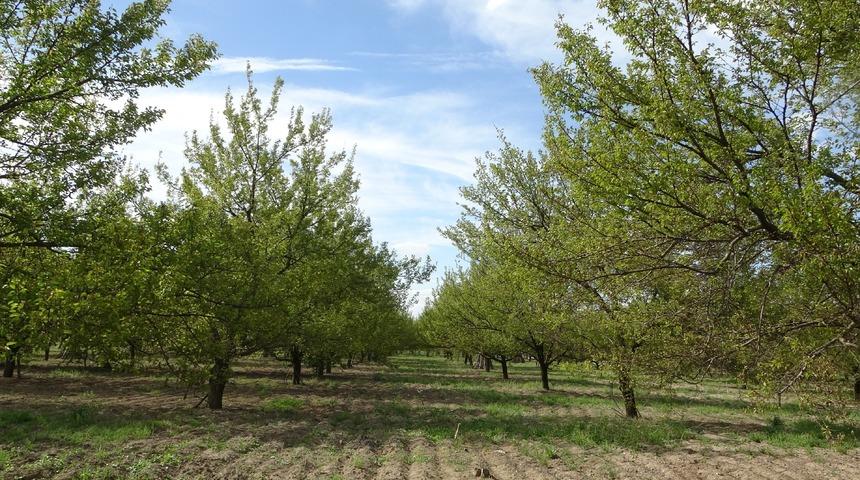 Ağaçlara su püskürtülerek uygulanan buzlama yöntemi zirai donu engelledi